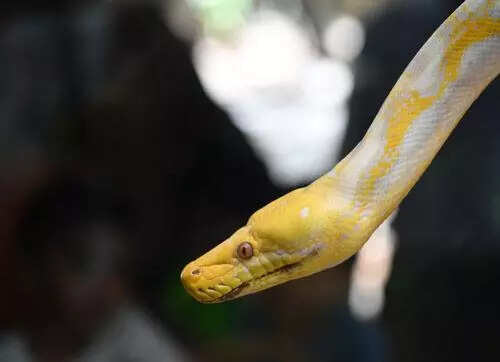 Cobra rescued from school in Navi Mumbai
