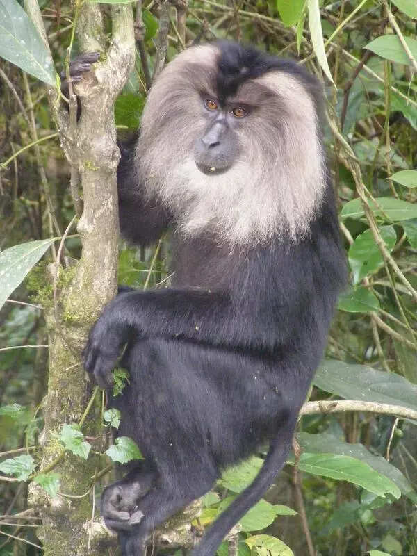Lion-tailed macaque numbers rise outside protected areas