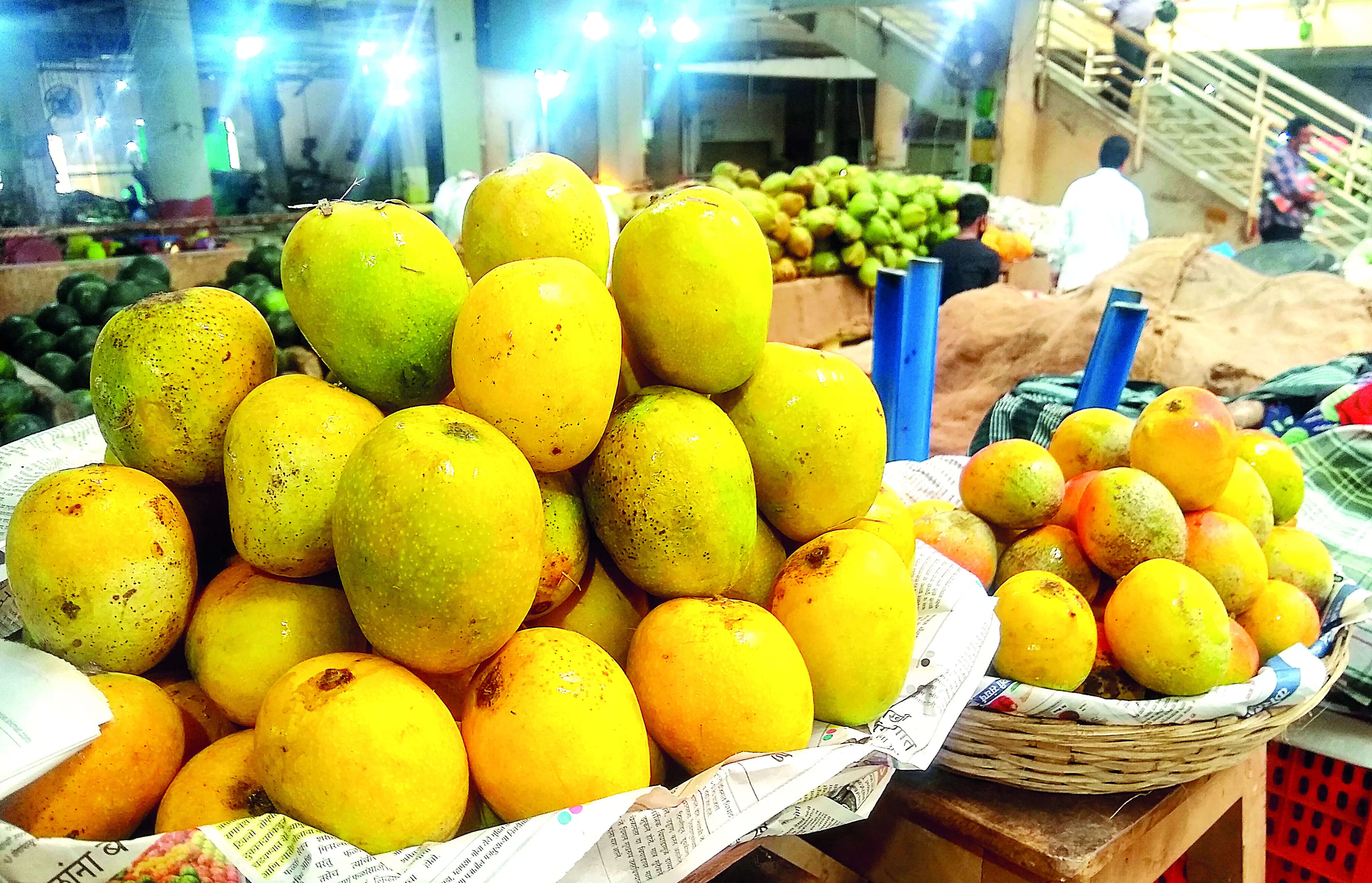 Mancurad mangoes arrive, priced at Rs 5,000/dozen