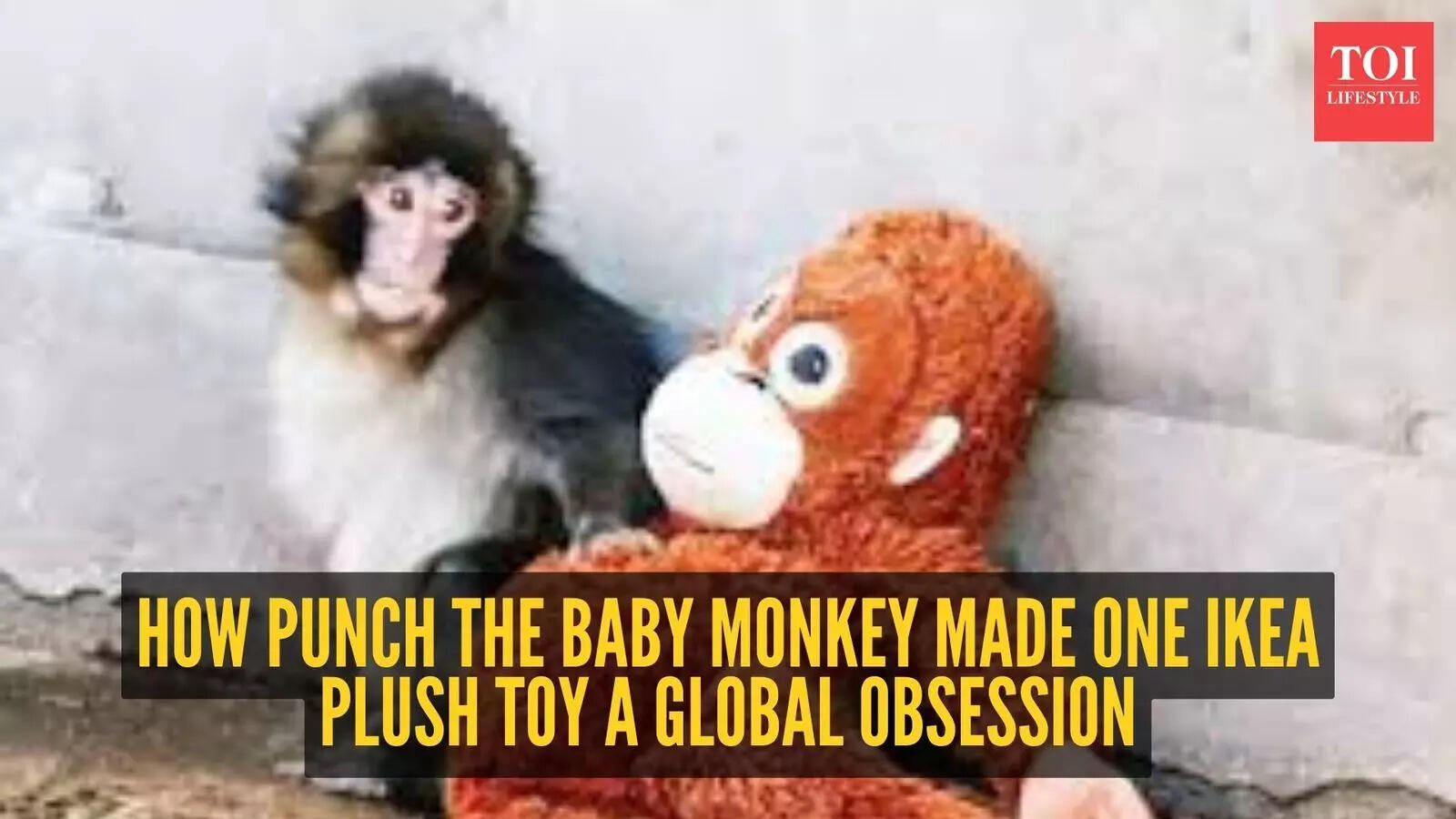 Meet the plush toy baby monkey 'Punch' made viral
