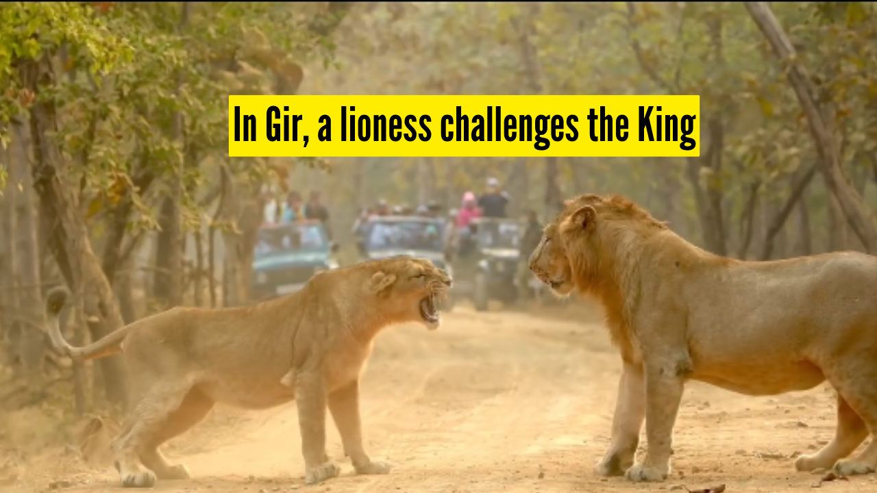 Watch: The viral wildlife moment in Gir National Park when a lioness challenges a male