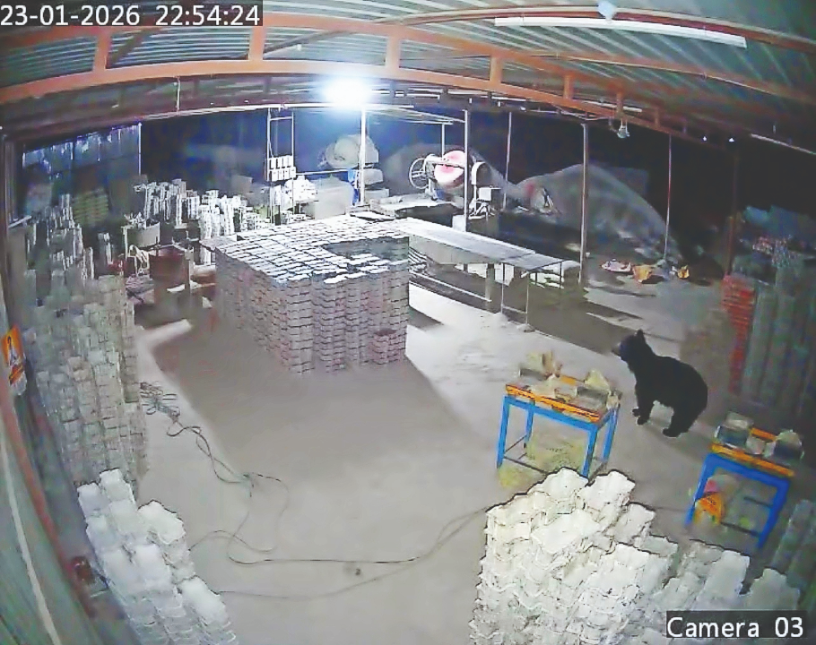 Sloth Bear Movement Near Tamil Nadu Villages: KMTR Faces Growing Challenge