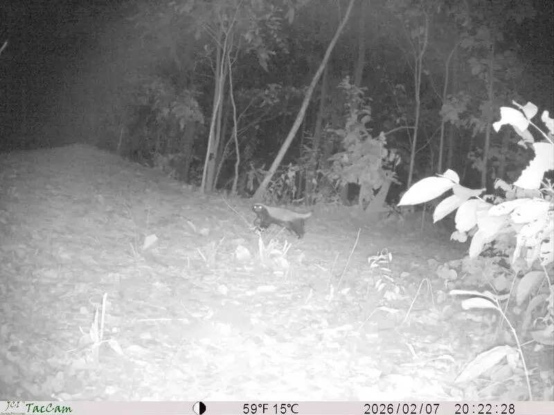 Rare honey badger clicked in forests of Jhargram