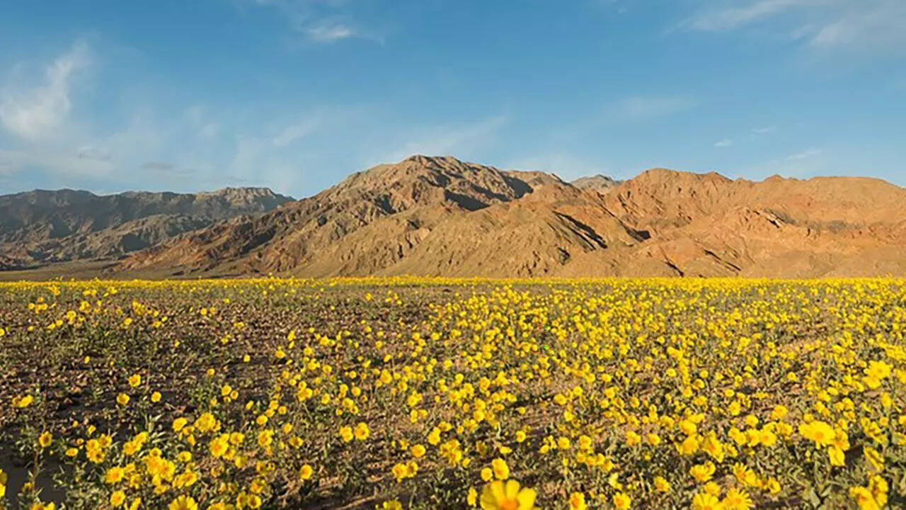 Is the hottest place on Earth blooming? Wildflowers bloom in California’s Death Valley after record winter rains in 2026