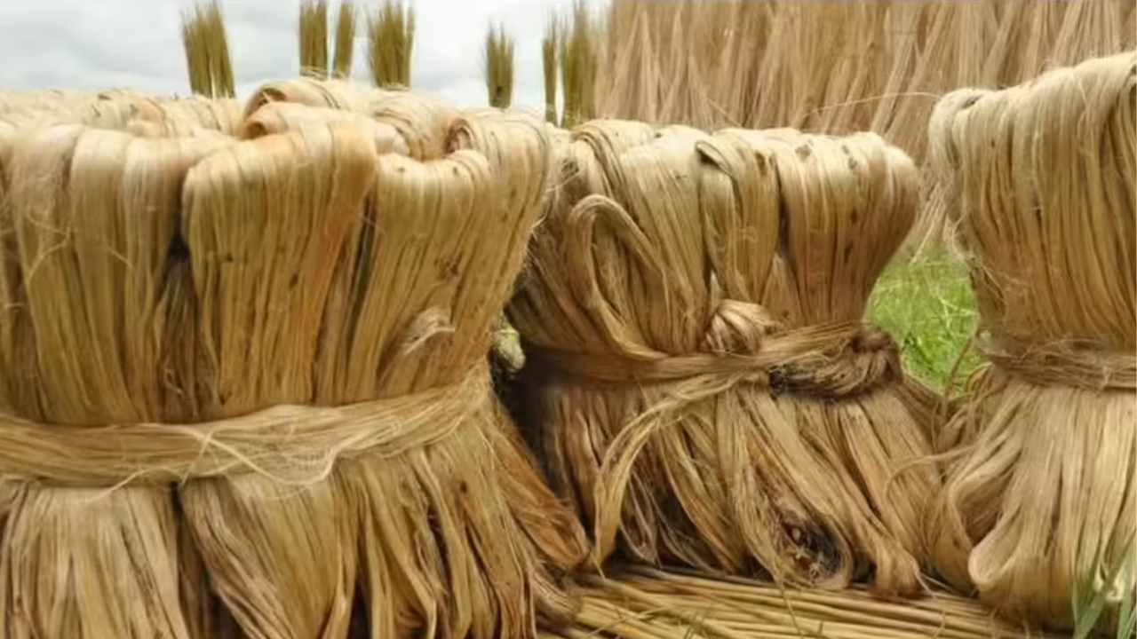 Cabinet hikes raw jute MSP to Rs 5,925 per quintal for 2026-27