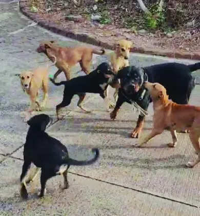 Well-raised dogs don’t end up ferocious, say pet owners