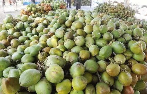 Tender coconut prices rise with temperatures, may touch Rs 70 in Bengaluru