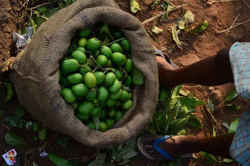 Push to give Aghanashini’s appemidi mango BHS tag