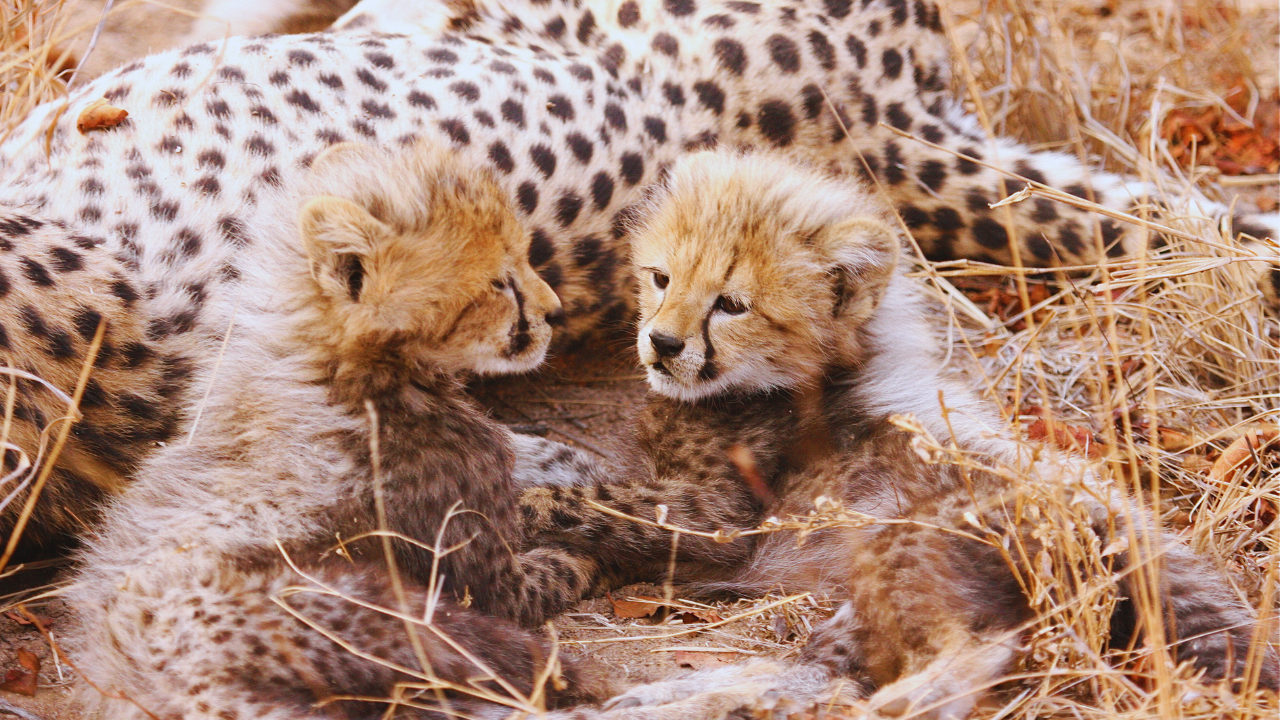 cheetah cubs