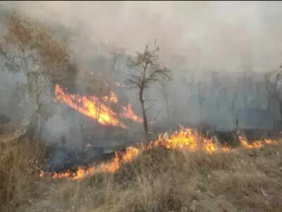 Active forest fire points in Odisha cross 2,000-mark