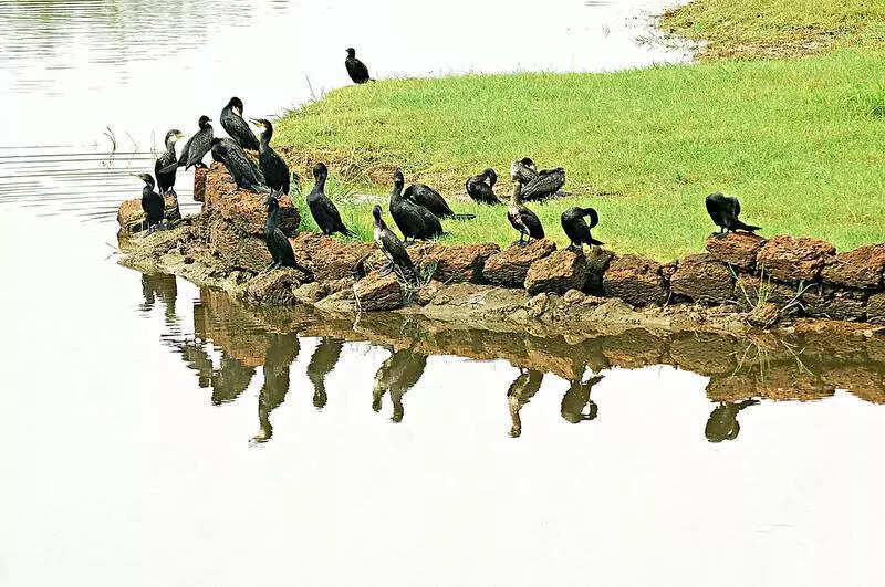 Curtorim gram sabha opposes housing project over Maina lake threat