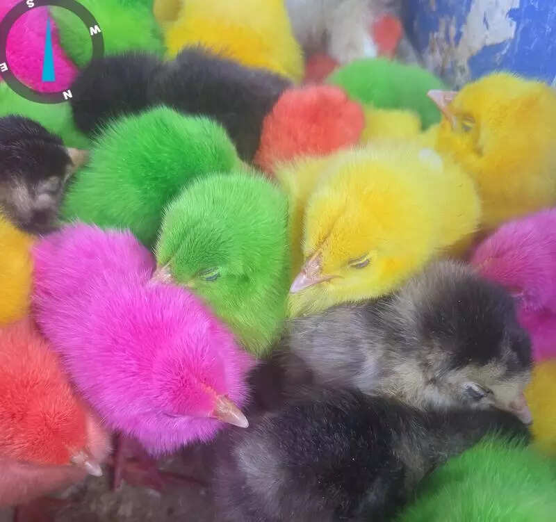 Bengaluru pet shop violations raise activists’ hackles