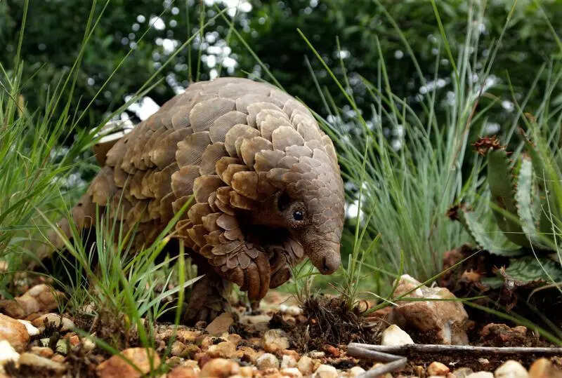 Jhargram to get India’s 2nd pangolin breeding centre