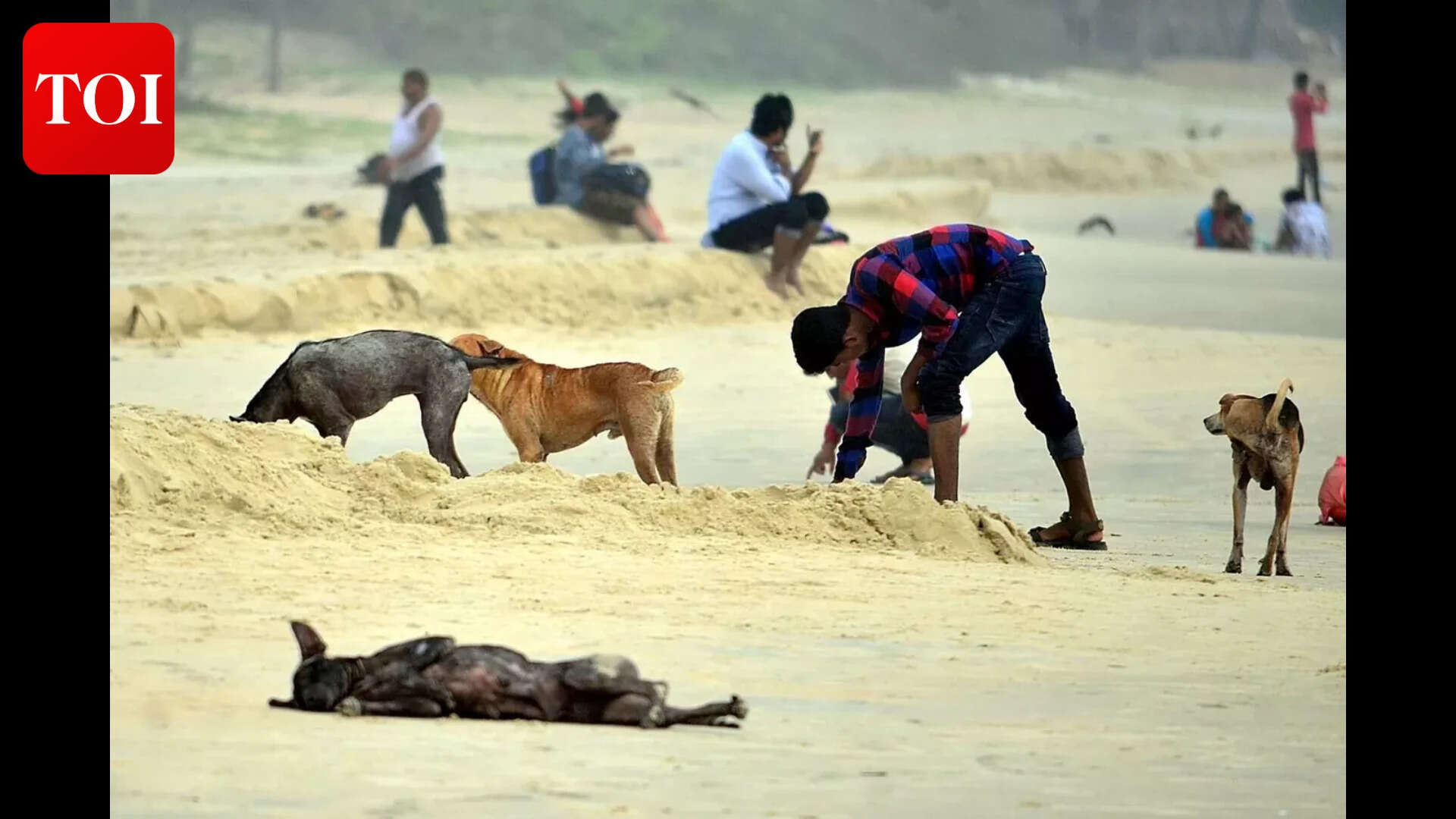 Stray dog bites seven-year-old at Colva beach amid rising attacks