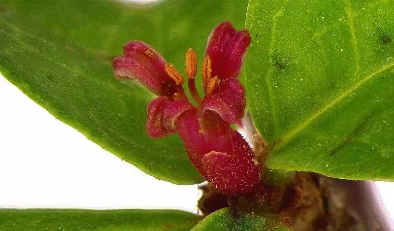 Researchers identify new ‘gugal’ species