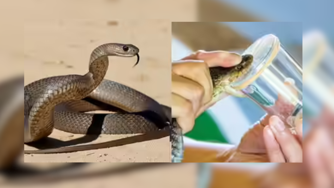 Ahmedabad wildlife bust reveals snake-venom trail to raves