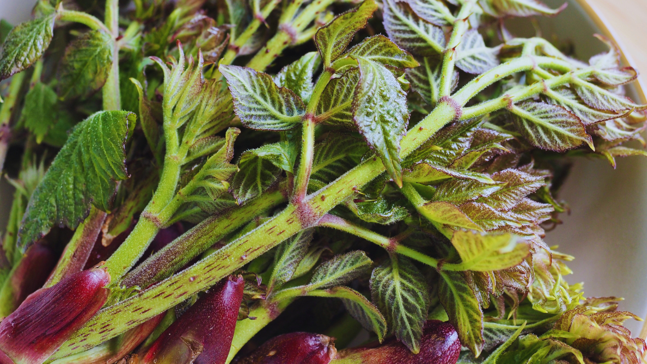 spikenard
