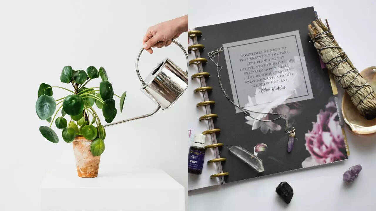 Where to place a money plant for prosperity
