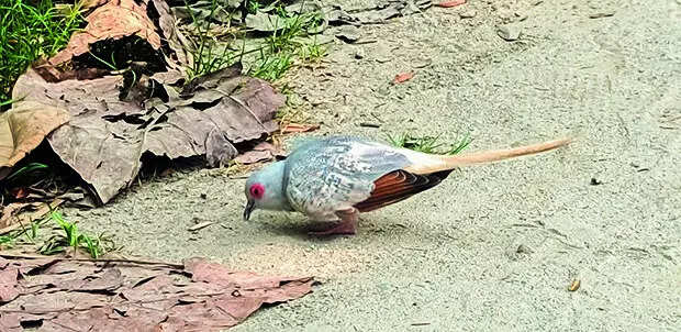 Australian diamond dove spotted in Assam for first time