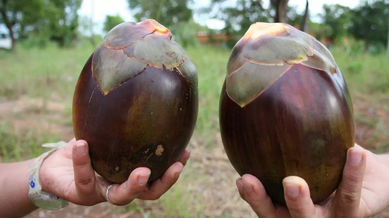 msid 129103177,imgsize 44454