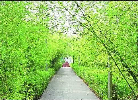 Tambaram to get two new bamboo parks