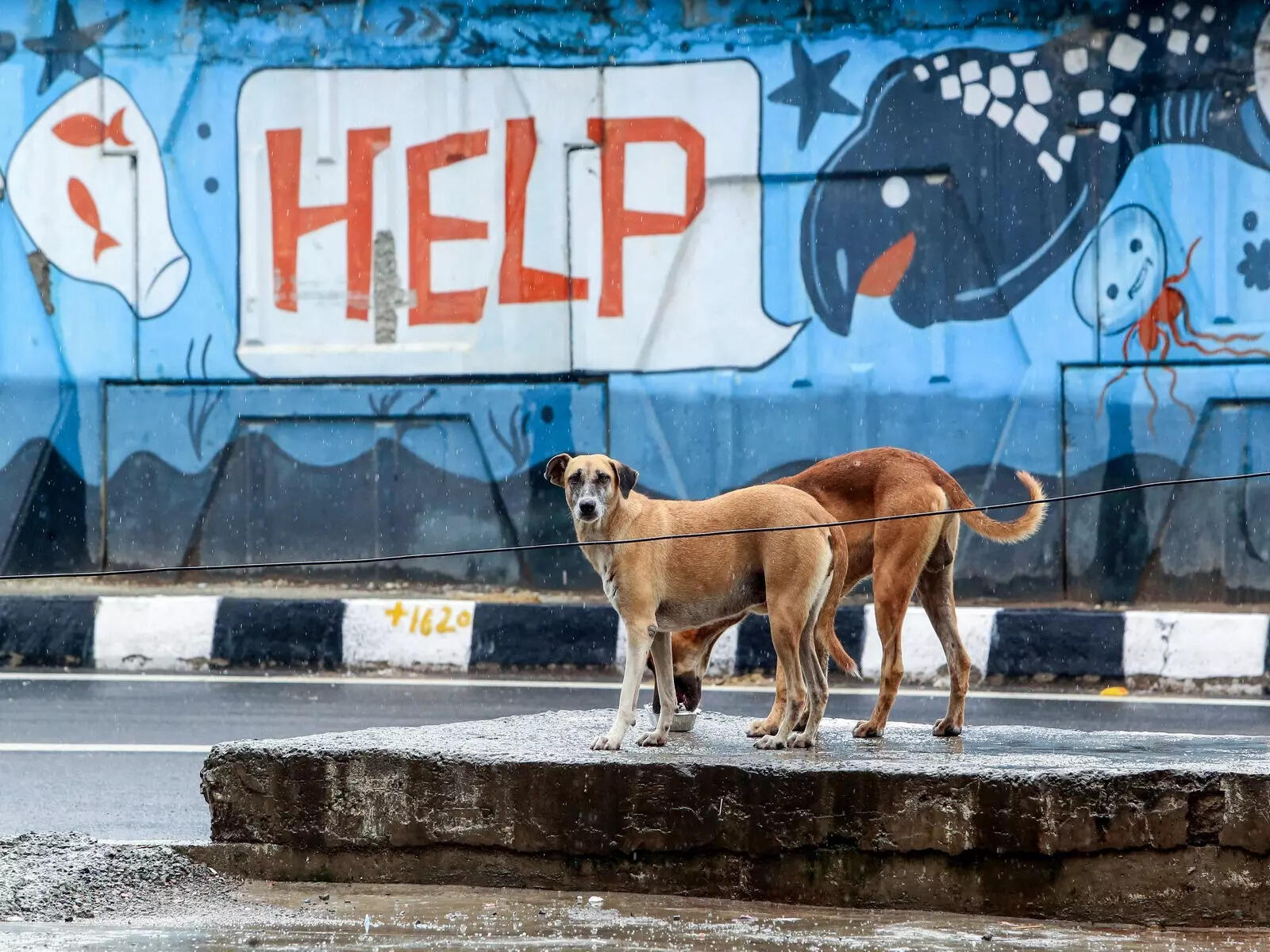 BMC to launch mass anti-rabies vaccination drive for 52,000 dogs