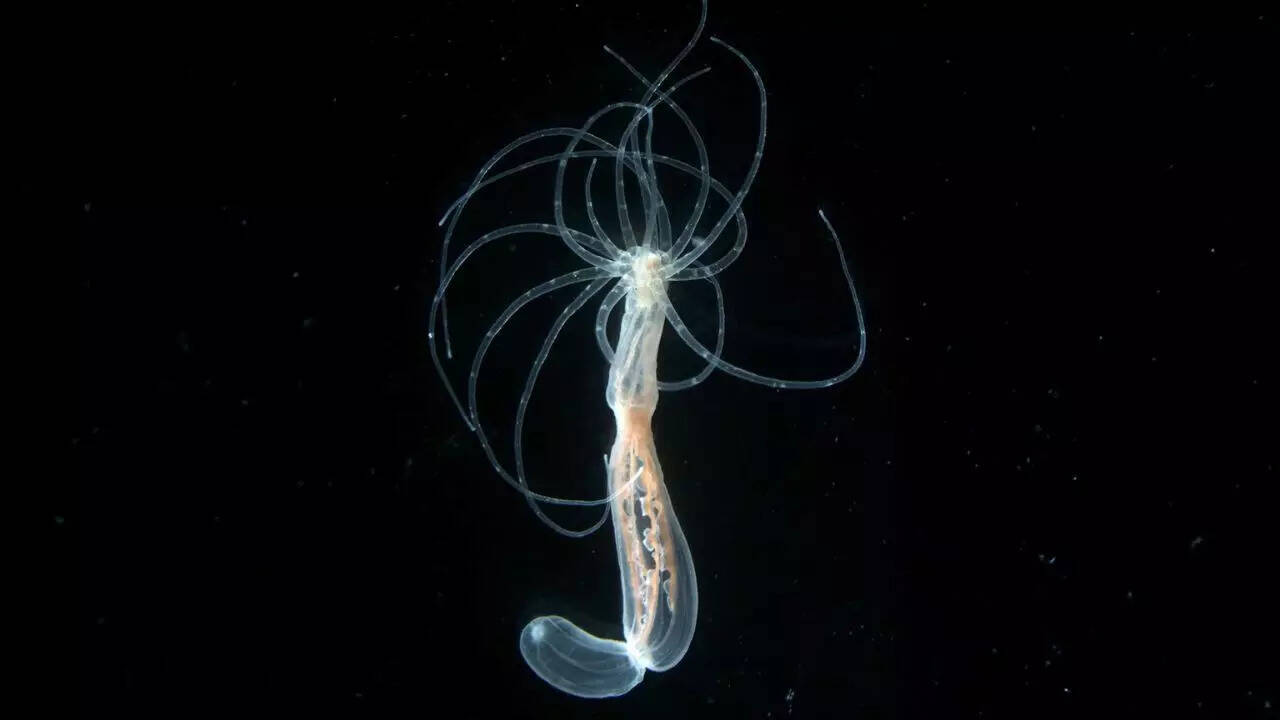 600-million-year-old secret of the human body may lie inside this brainless ocean creature