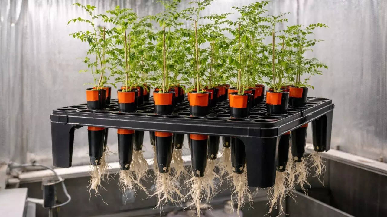 Can chickpeas grow in Moon soil? New study reveals surprising results for space farming