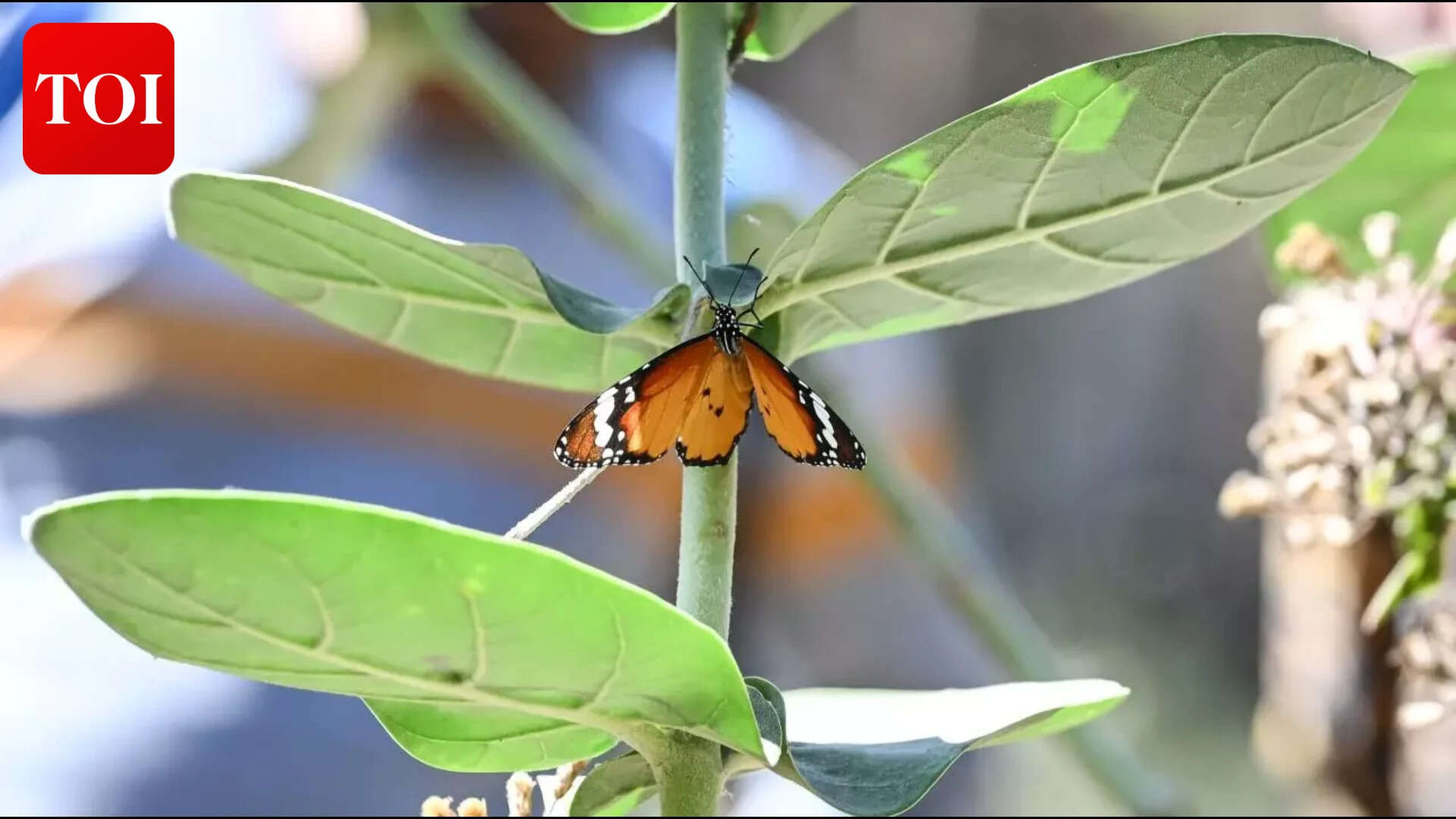 Butterflywalk_37