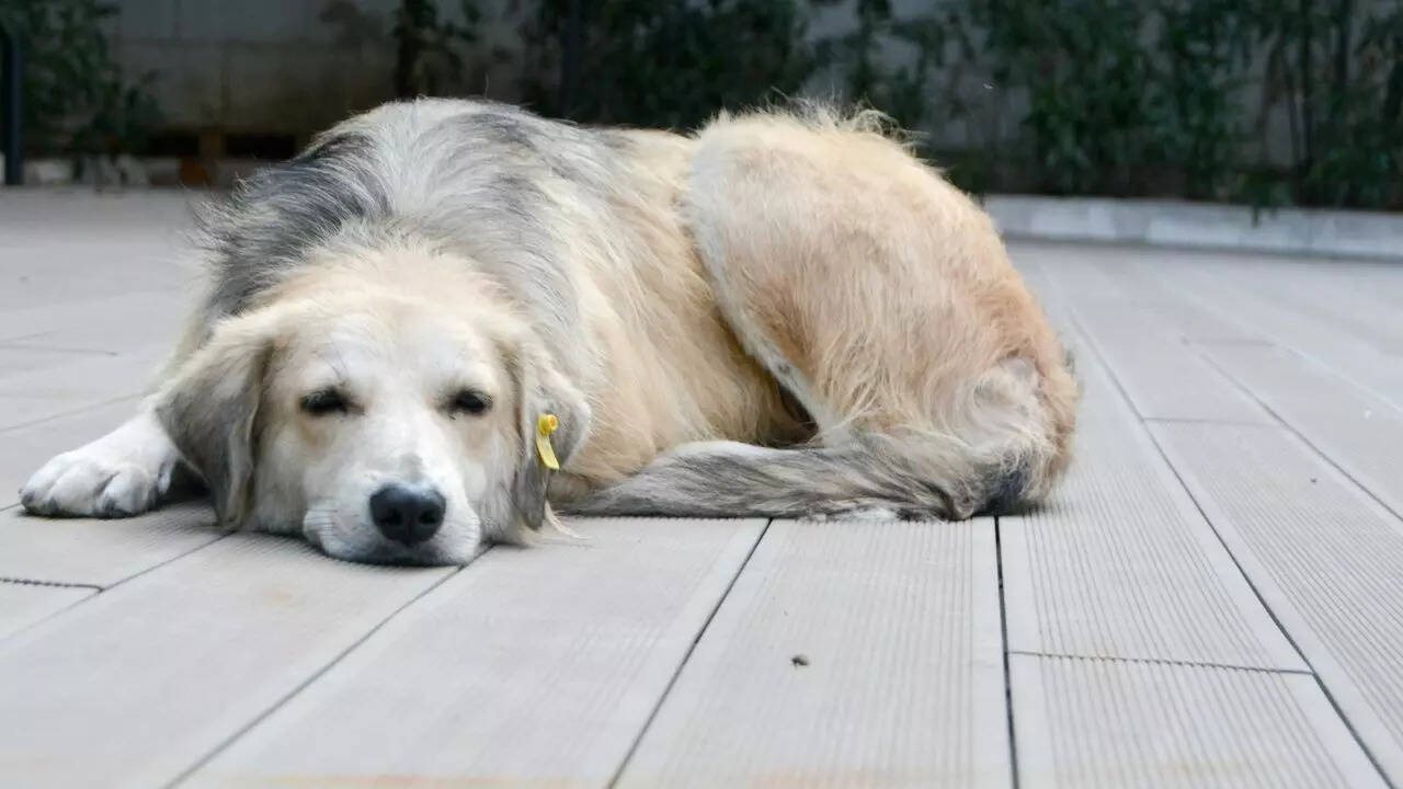 msid 129328351,imgsize 44172