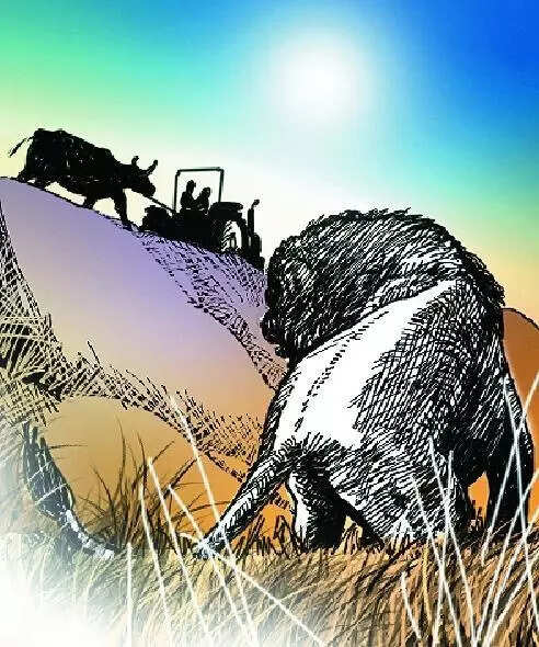 Gujarat govt paid compensation to cattle owners for wildlife attacks in Gir