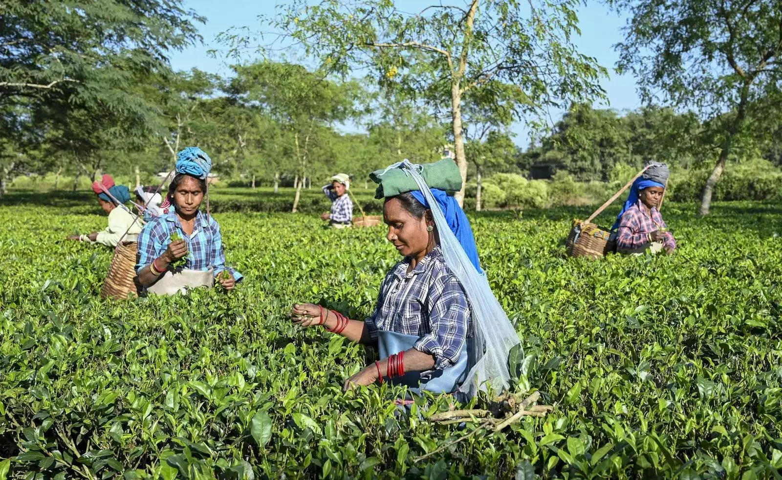PM Modi to give land deeds to Assam tea workers