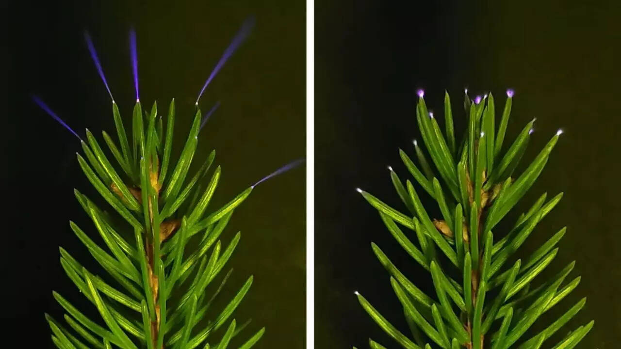 Scientists capture trees glowing with electricity during thunderstorms