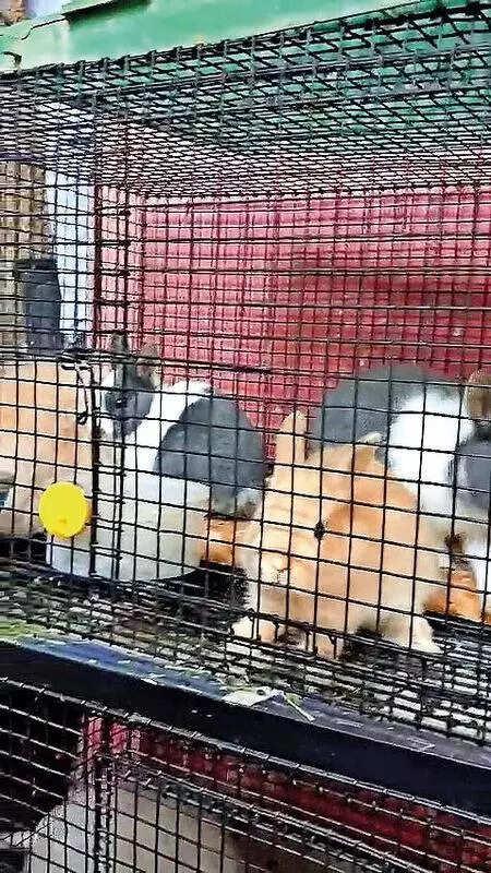 Ahmedabad: Illegal wildlife trade thrives despite crackdown, exotic pet trail leads cops to farmhouses