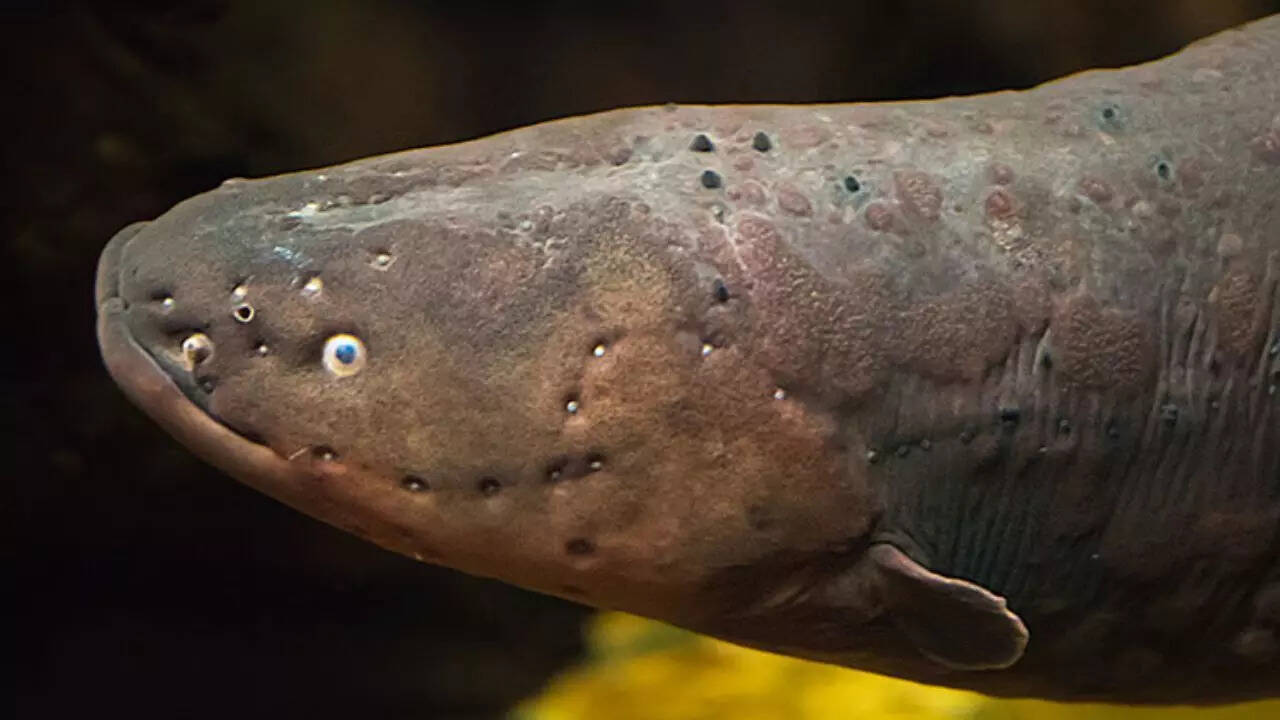 This fish can generate powerful electric shocks, hunt prey, and navigate murky waters