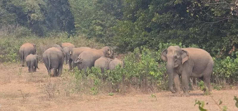 2 elephants trample woman to death in Latehar