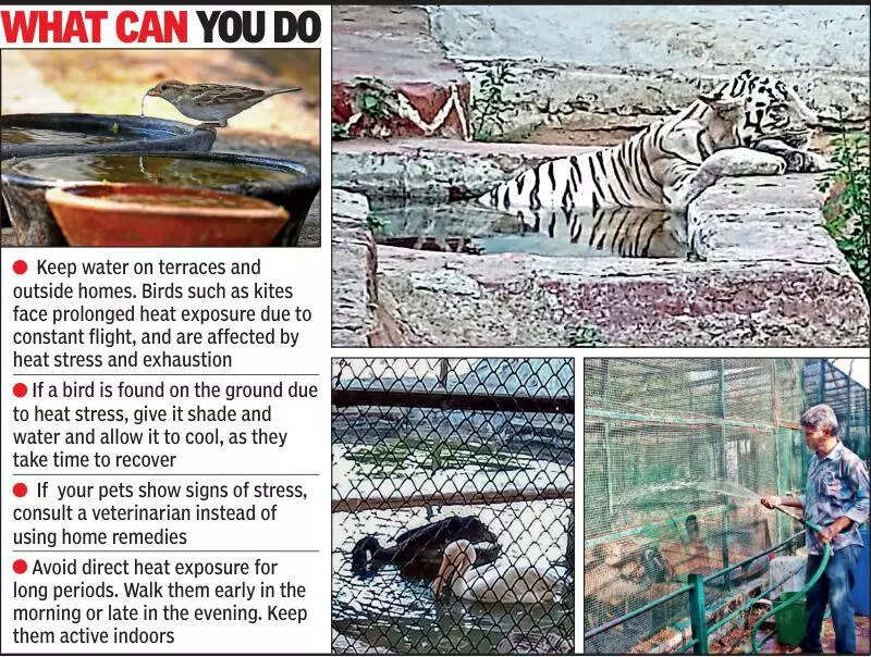 Ahmedabad zoo steps up summer care as mercury soars