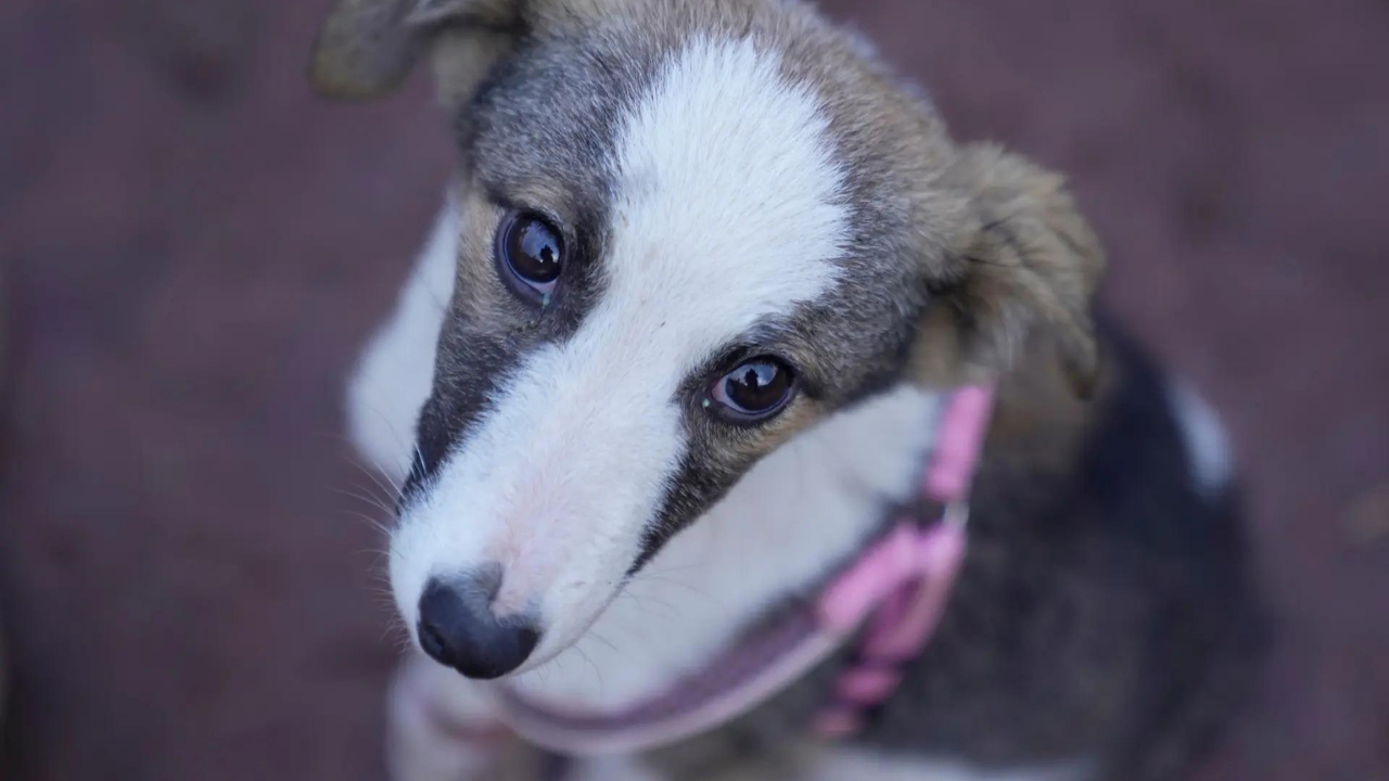 Nearly 100 stray dogs poisoned to death in Telangana village