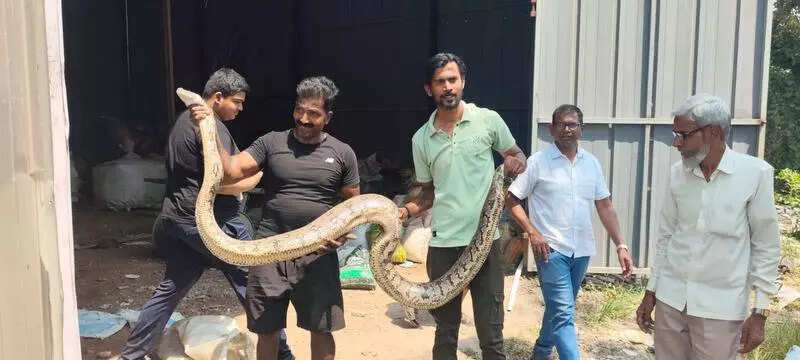 10.5 ft long Indian rock python rescued from scrap shop in Uran, Navi Mumbai