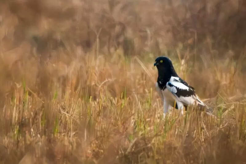 Record birdsongs around you,it’s 4th DawnChorus Day