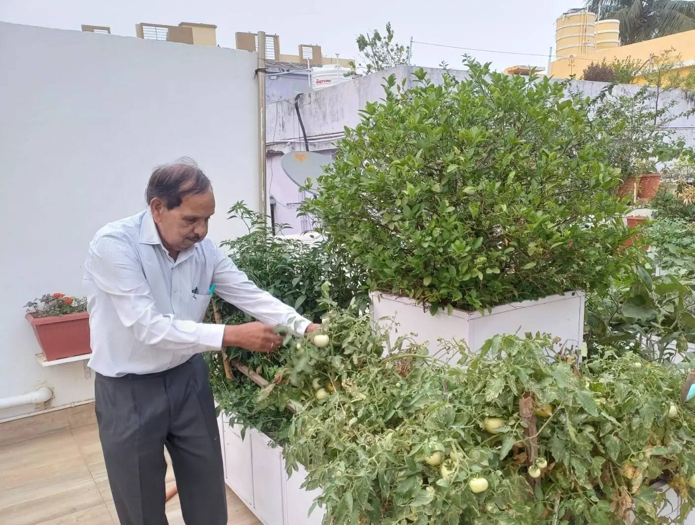 Septuagenarian’s ‘lab of natural farming’ thrives on rooftop in Jagamara
