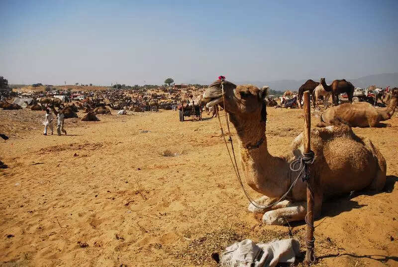 msid 129594422,imgsize 74664 https://jaipur.visitinrajasthan.com/wp-content/uploads/2023/10/cropped-cropped-R-2.png