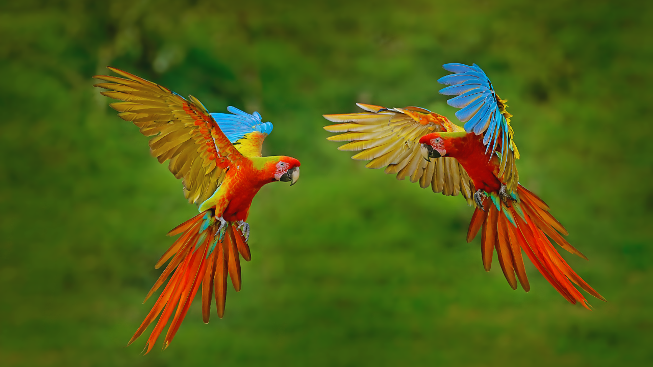 msid-129613318,imgsize-778078.cms