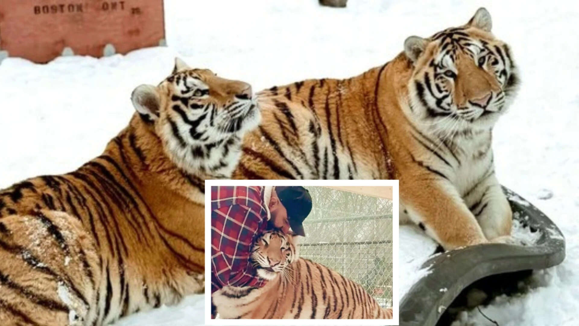 Canada man asked to remove two tigers from residential property, he says 'we know their personalities'