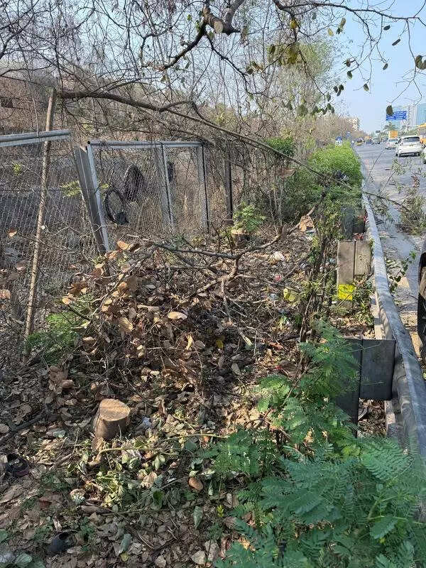 Over 100 Bauhinia trees felled without permission in Hyd