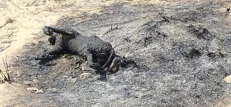 msid 129618746,imgsize 96592 https://jaipur.visitinrajasthan.com/wp-content/uploads/2023/10/cropped-cropped-R-2.png