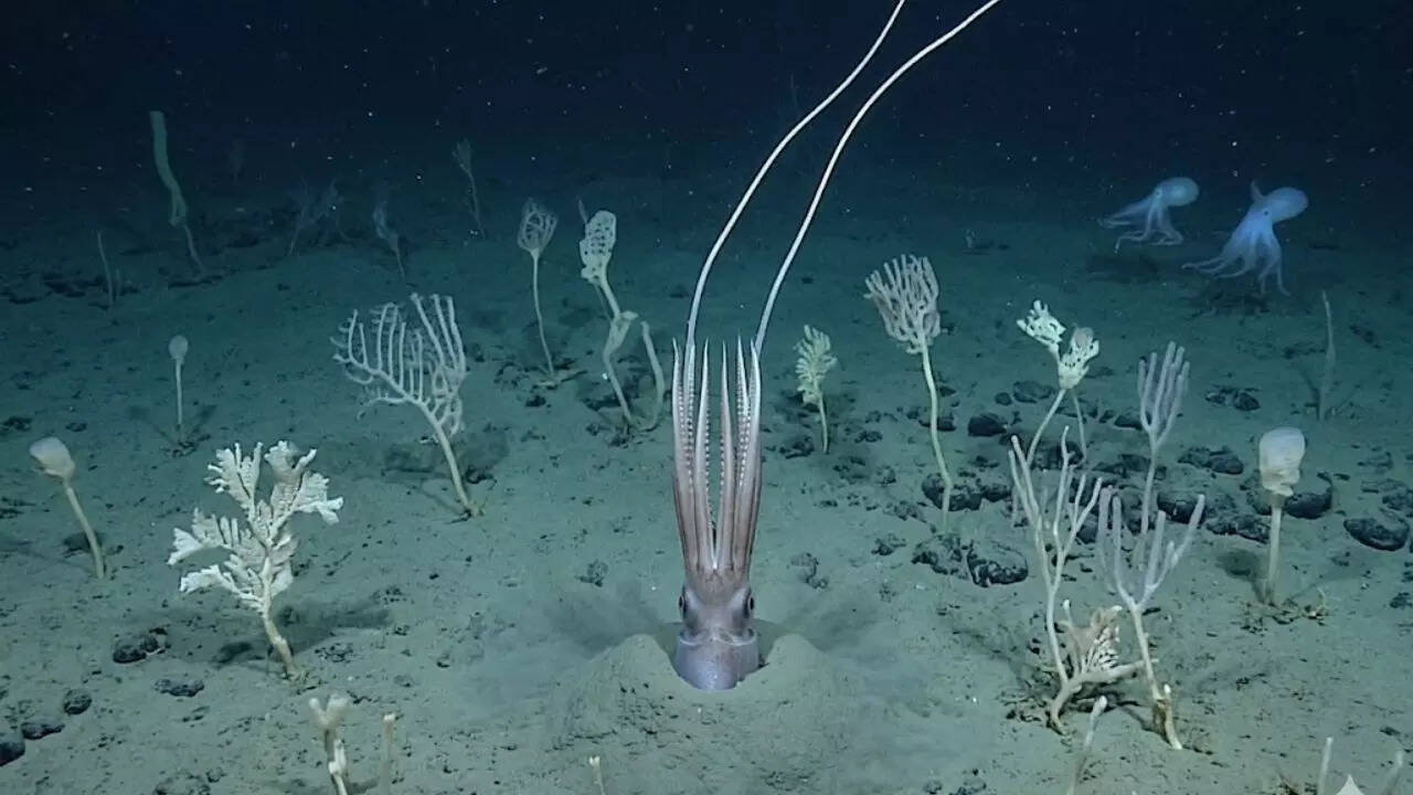 Scientists film deep-sea squid ‘turning into a tree’ 4 kilometres below the Pacific