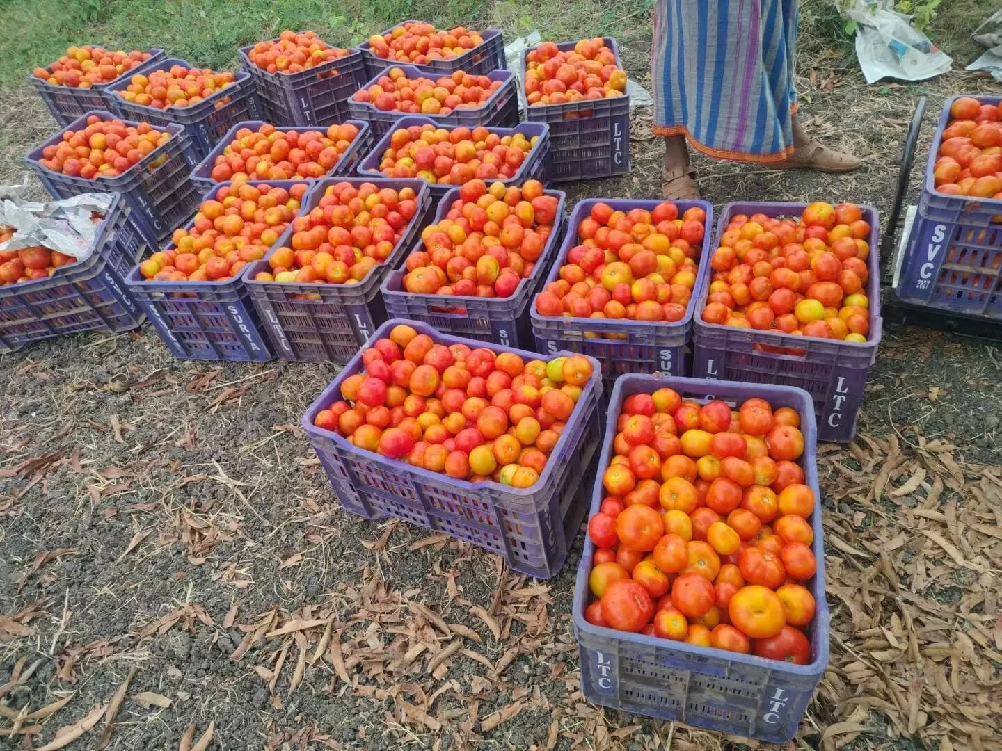 ORMAS provides market linkage to distressed tomato farmers
