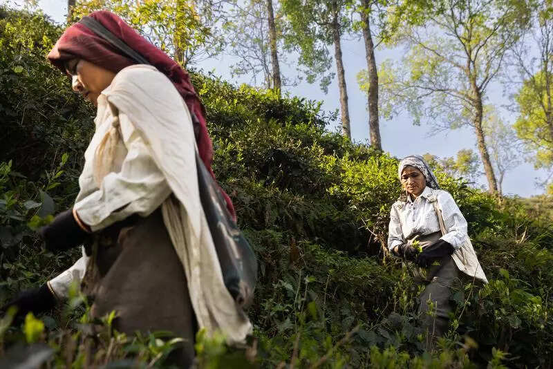 Darj tea body seeks CM intervention for gas supply