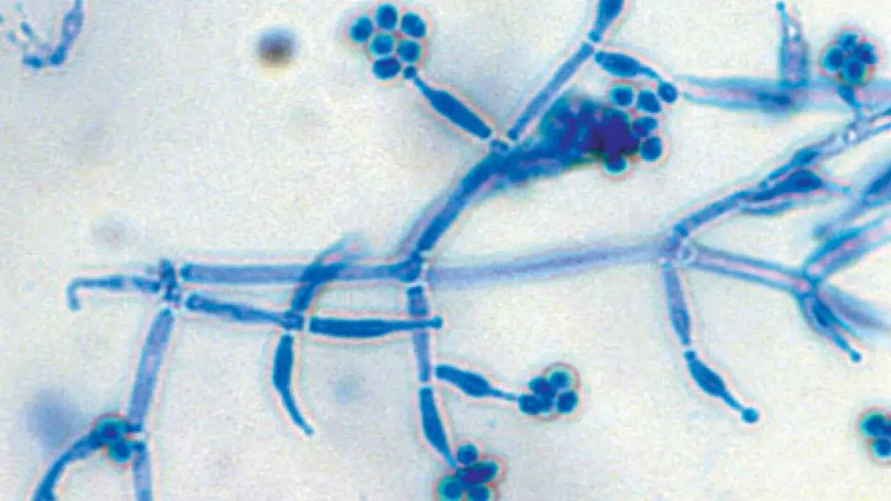 msid 129675415,imgsize 50840